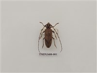 藏品(斜條鬼天牛)的圖片